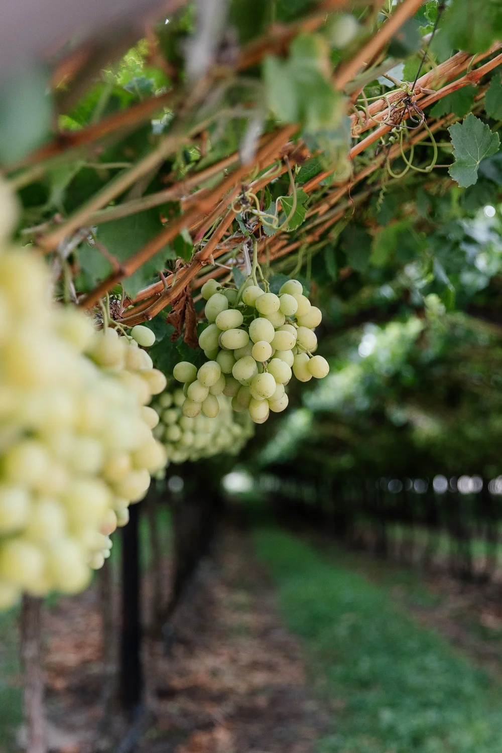 Grapes on the vine at Nieuwe Sion